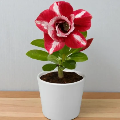 Adenium