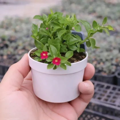 Baby Sunrose