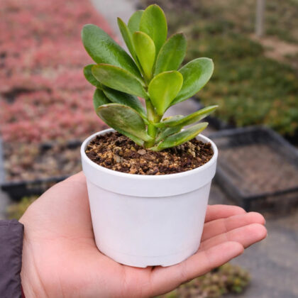 Crassula Jade plant