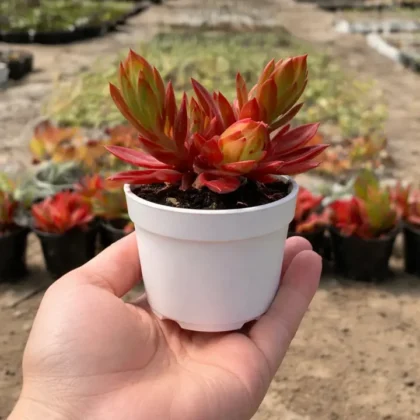 Red Campfire