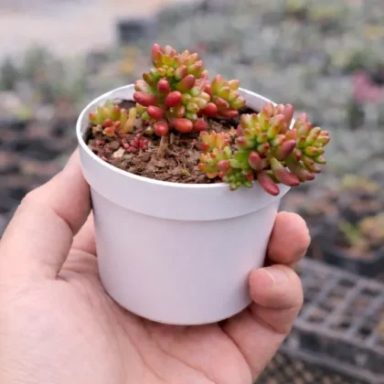 Sedum Rubrotinctum